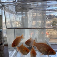 金魚5匹の画像