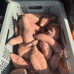 12/16以降お渡し分予約受付お得🍠さつまいも12キロ1000円...