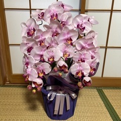 美品 造花胡蝶蘭 紫系 御祝