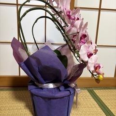 美品 造花胡蝶蘭 紫系 御祝の画像