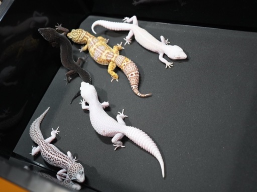 ヒョウモントカゲモドキ¥9800〜販売中！！ (igecko) 宇美の