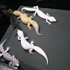 ヒョウモントカゲモドキ¥9800〜販売中！！