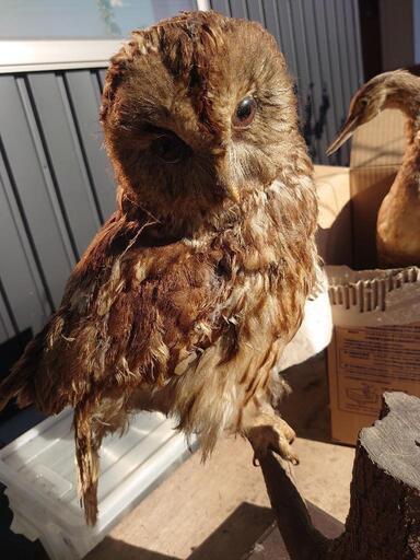 フクロウの剥製　即決でウの剥製プレゼント
