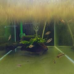 Ap.フィールフレック F1幼魚6匹