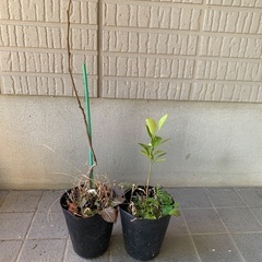 無農薬栽培の柿と柚子の苗木　