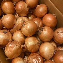 玉ねぎ　5コ
