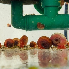 レッドラムズホーン  貝 水槽 水質改善 水質維持 水質安定 ろ過 苔取り コケ取り コケ掃除 水槽掃除 掃除 餌の処理 メダカ めだか 熱帯魚の画像