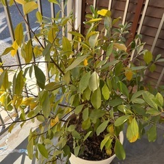 観葉植物