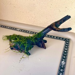 流木ウィローモス付き（000M）の画像