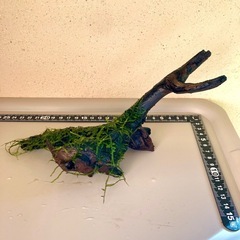 流木ウィローモス付き（000M）の画像