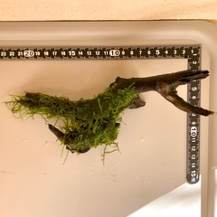 流木ウィローモス付き（000M）の画像