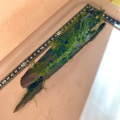 流木ウィローモス付き（001M）の画像