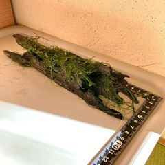 流木ウィローモス付き（001M）の画像