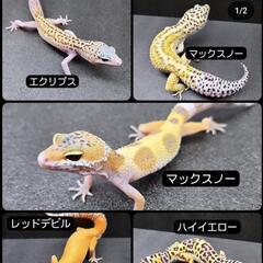 新規取扱い開始！