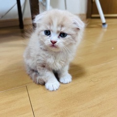 スコティッシュフォールドの子猫 オス