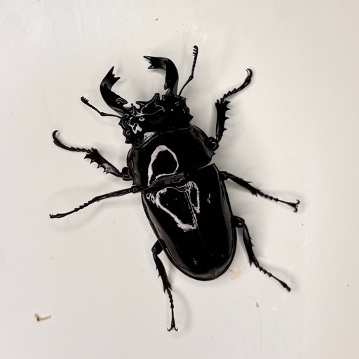 タランドゥスペアは完売致しました【価格は説明文にて】