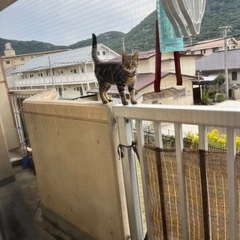 急募です。