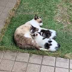 母猫を亡くした兄弟子猫(お話中・トライアル予定)の画像