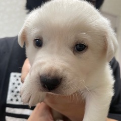 可愛らしい子犬ちゃん