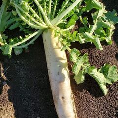大根葉