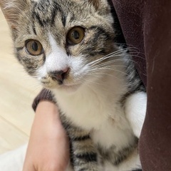 キジ白　やんちゃな男の子
