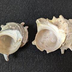 サザエの貝殻の画像