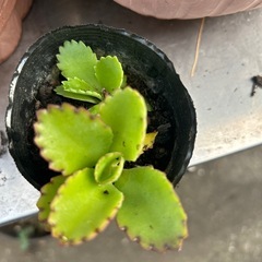 多肉植物　子宝草