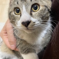 キジ白　男の子の画像