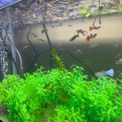 【発送可能】第四弾 国産グッピー 稚魚 10匹500円