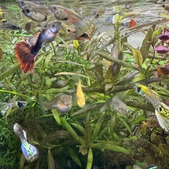 【発送可能】第四弾 国産グッピー 稚魚 10匹500円の画像