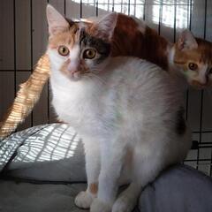 茶白と三毛の姉妹猫　慣らしていただける方に