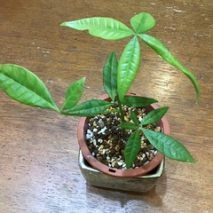 実生パキラ