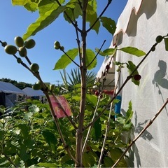 大植木市　中央グリーン