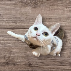 オス保護されて一ヶ月後に我が家に来ました。