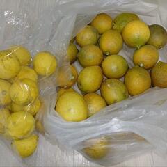 【取引中】レモンと柚子