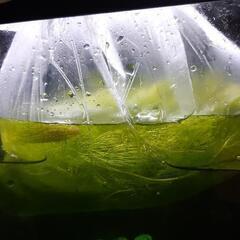 水草　メダカ　熱帯魚