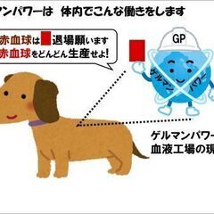 ワンちゃんがお利口さんになる健康食品です「ゲルマンパワー」 - 横浜市