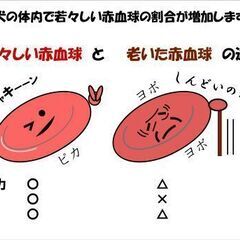 ワンちゃんがお利口さんになる健康食品です「ゲルマンパワー」 − 神奈川県