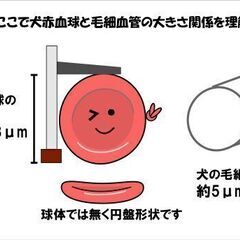 ワンちゃんがお利口さんになる健康食品です「ゲルマンパワー」 - 地元のお店