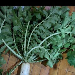 大根葉の画像