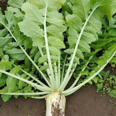 大根葉の画像
