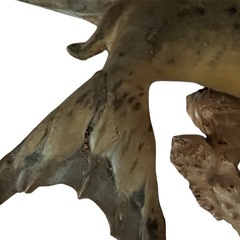 アザラシ 剥製 はく製 インテリア 置物 希少 コレクションの画像