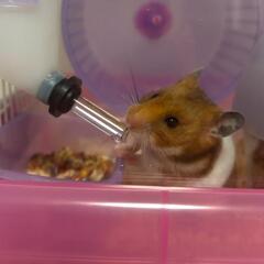 ゴールデンハムスター🐹