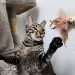 おもちゃが大好き♥人慣れ、猫なれ、犬慣れ、兎なれしてます✨避妊済、女の子 - 猫