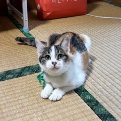 猫　推定6ヵ月の女の子