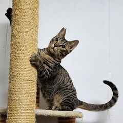 人慣れ、猫なれ、ウサギなれ、犬なれしてます✨たれ目がかわいいキジトラくん - 大阪市