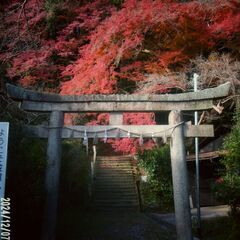 外人と写真を撮りませんか。 - 奈良市