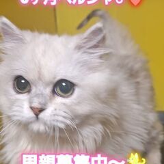 里親募集中！生後6か月ペルシャ♂(⋈◍＞◡＜◍)。✧♡