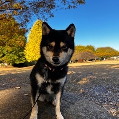 12/18(水)犬連れディナー　同行者募集