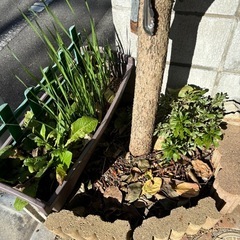 柿の木の画像